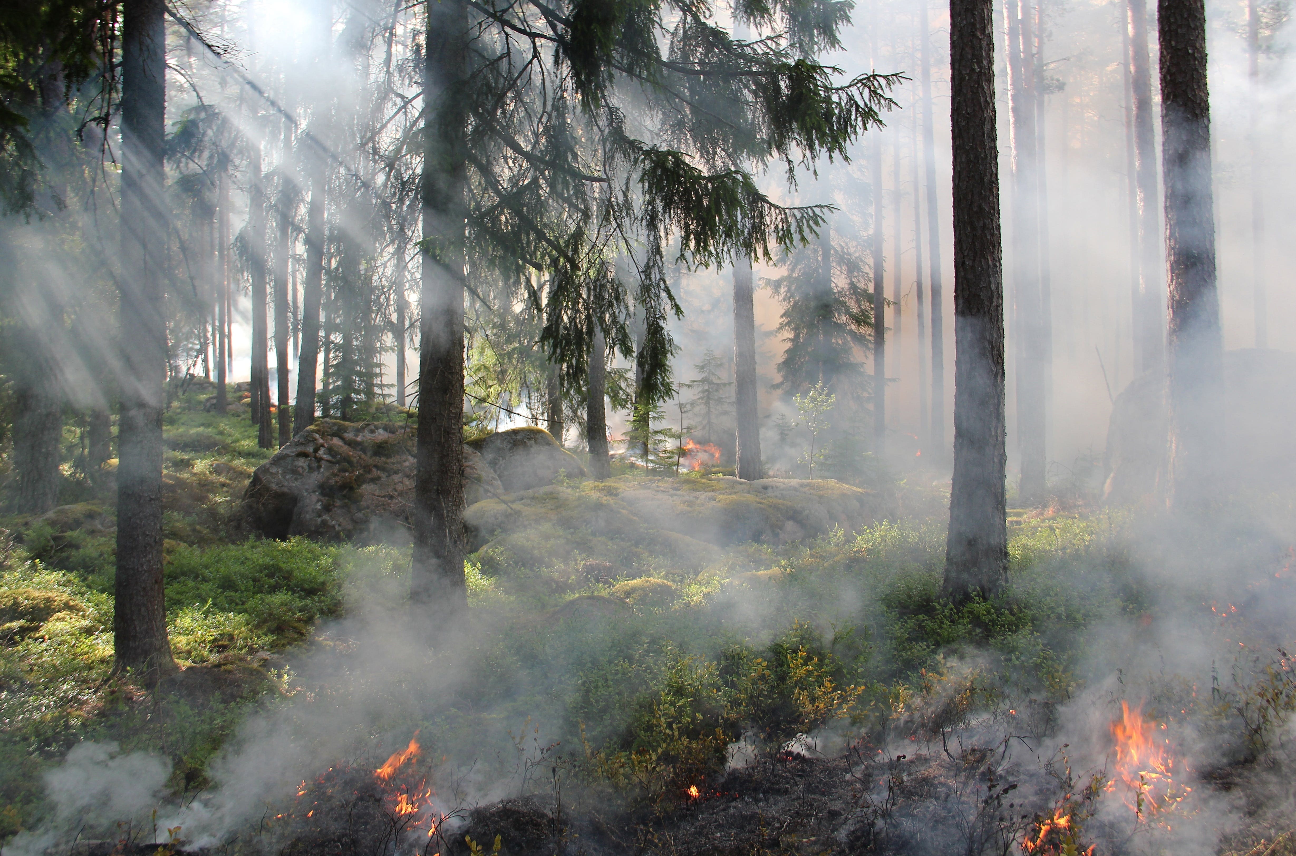 How to prevent wildfires in mountains and other natural environments?